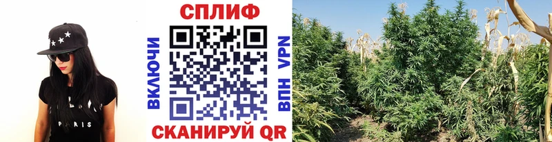 Купить где  Горячий Ключ  Бошки марихуана AK-47 